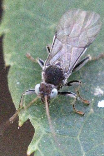 Réf. 228 599 : Piogaster sp.