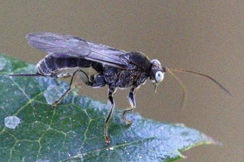 Réf. 228 581 : Piogaster sp.