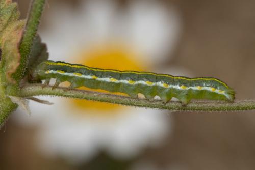 Xylena exsoleta