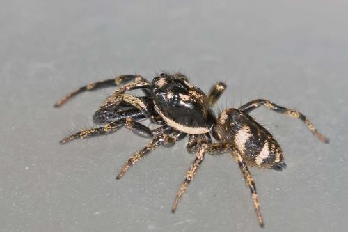 Réf. 228 417 : Salticus scenicus