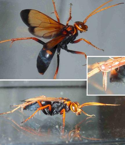 Hemipepsis sp.