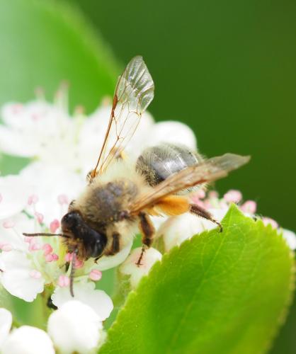 Andrena nigroaenea