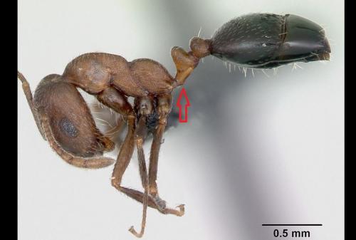 Monomorium indicum