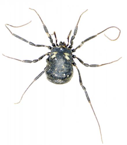 Réf. 228 137 : Nemastoma bimaculatum