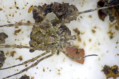 Megabunus diadema
