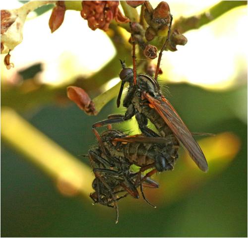 Empis tessellata