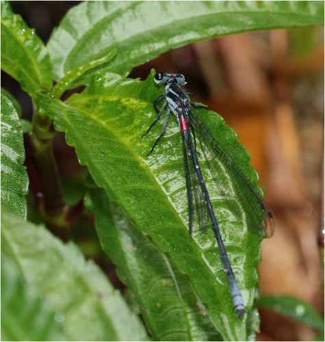Réf. 228 103 : Calicnemia uenoi