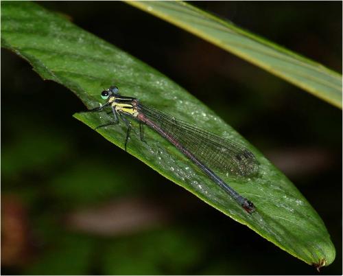 Réf. 228 104 : Calicnemia uenoi