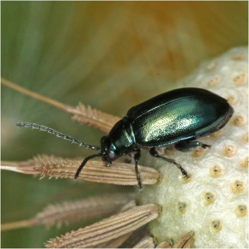 Réf. 228 980 : Altica sp.