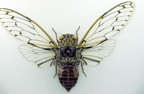 Cicada orni
