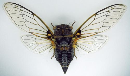 Lyristes plebejus