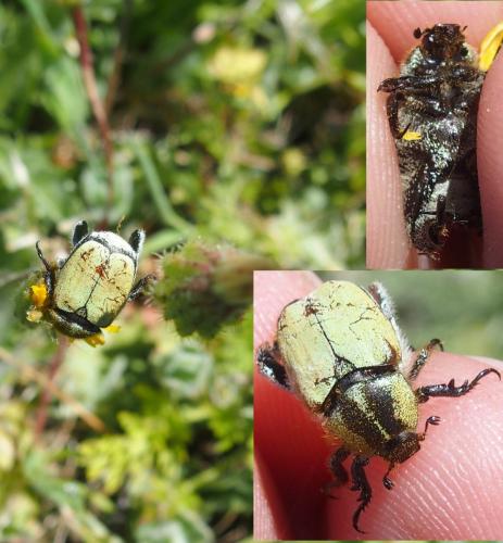 Hoplia bilineata