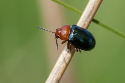 Réf. 228 711 : Podagrica sp.
