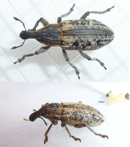Réf. 228 283 : Mecaspis alternans