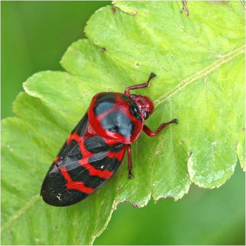 Cosmoscarta bispecularis