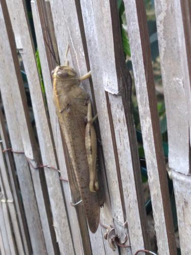 Anacridium aegyptium