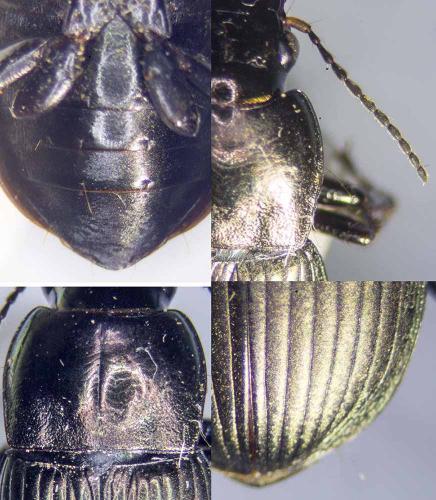 Harpalus cupreus