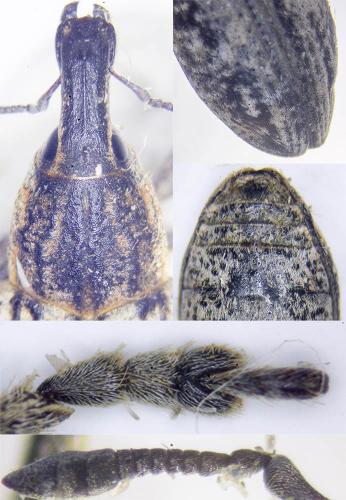 Réf. 228 373 : Mecaspis alternans