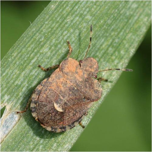 Dyroderes umbraculatus