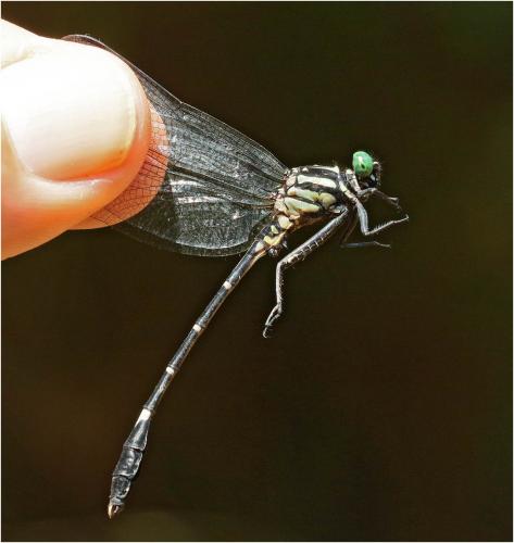 Euthygomphus koxingai