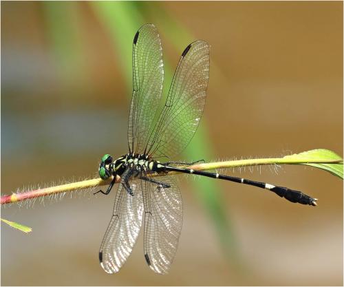 Euthygomphus koxingai