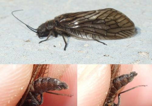 Sialis sp.
