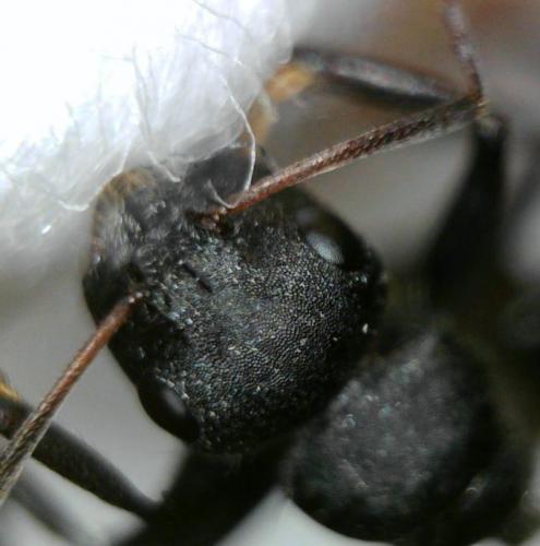 Réf. 228 509 : Camponotus sericeus