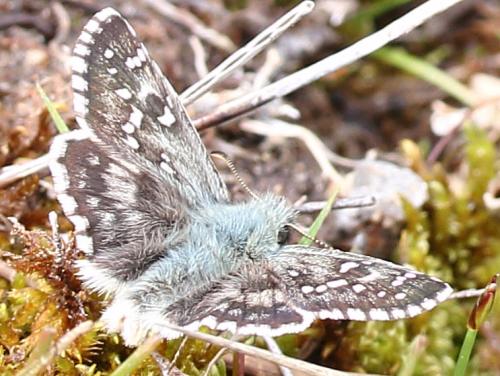 Réf. 228 540 : Pyrgus sp.