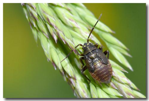 Réf. 228 464 : Capsodes sp.