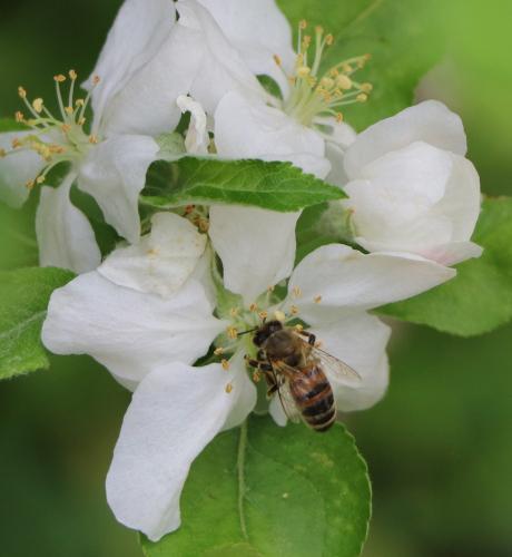 Réf. 228 411 : Apis mellifera