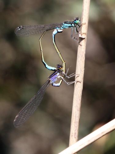 Ischnura elegans