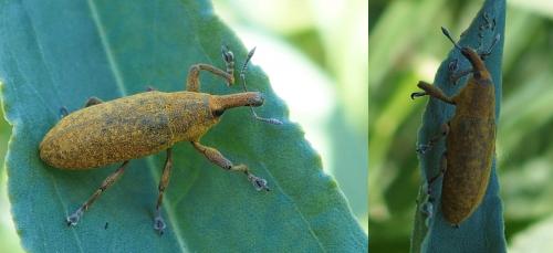 Lixus pulverulentus
