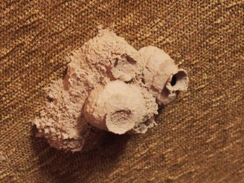 Réf. 228 139 : Delta dimidiatipenne