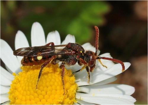 Nomada sp.