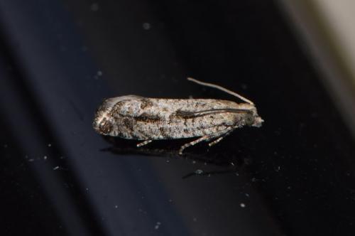 Epinotia granitana