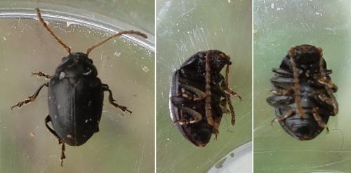Réf. 228 366 : Colaspidema barbarum