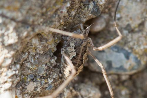 Dasylobus sp.