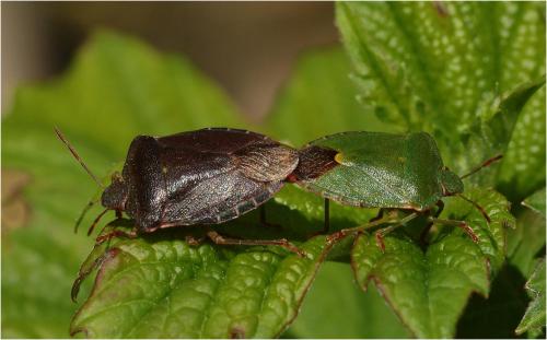 Palomena prasina