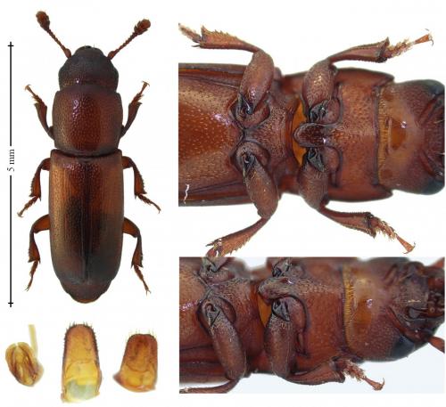 Réf. 228 836 : Pityophagus ferrugineus