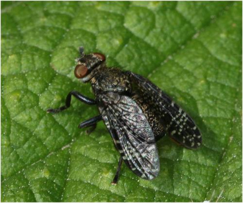 Platystoma seminationis