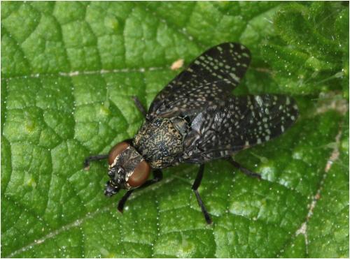Platystoma seminationis