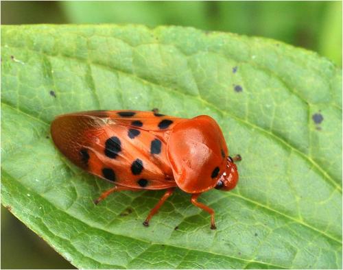 Cosmoscarta septempunctata