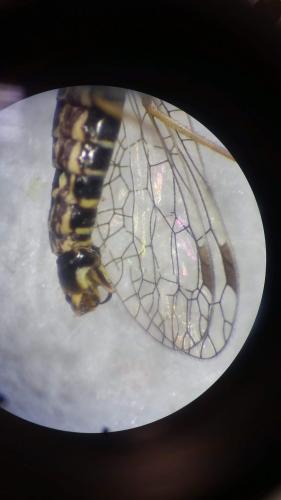 Réf. 228 563 : Raphidia sp.