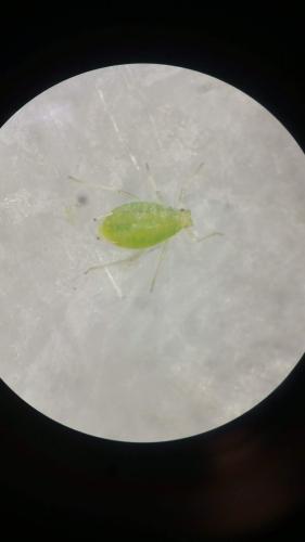 Myzus persicae