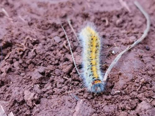 Lasiocampa trifolii