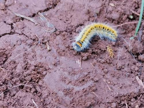 Réf. 228 360 : Lasiocampa trifolii