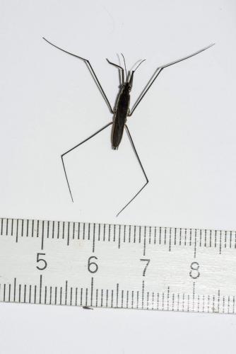 Aquarius paludum