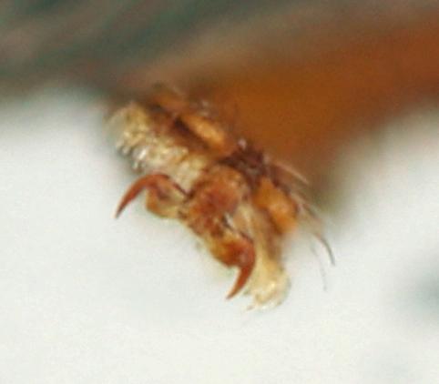 Xenostrongylus sp.