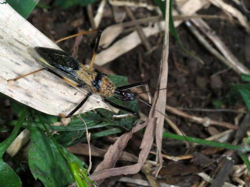 Réf. 228 148 : Harpactorinae inconnu