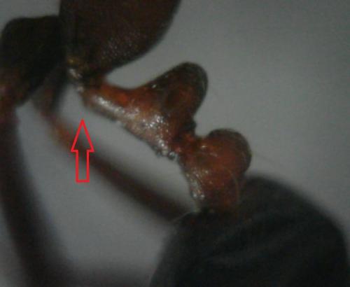 Réf. 228 945 : Monomorium indicum